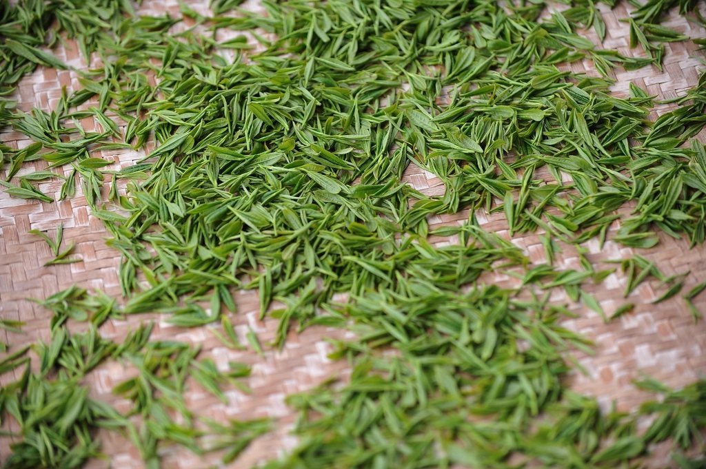 Fresh green tea leaves spread out to dry