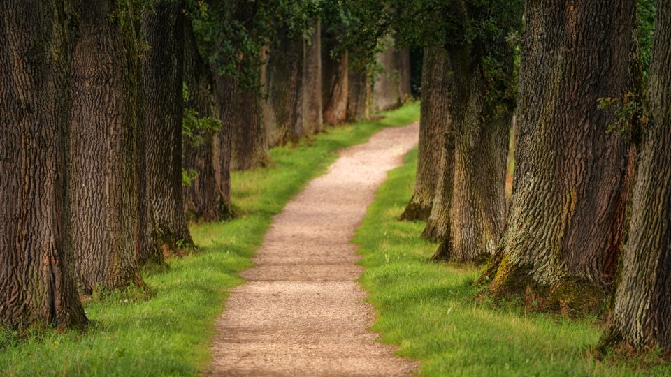 Quiet tree-lined walking path in a park