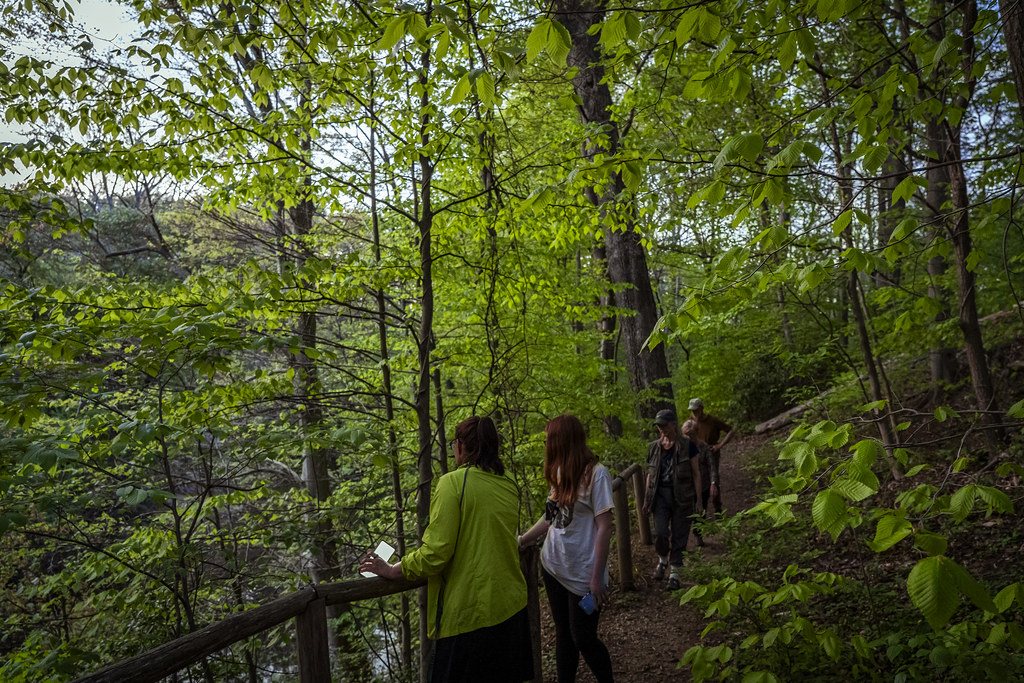 Path through a green forest in summer