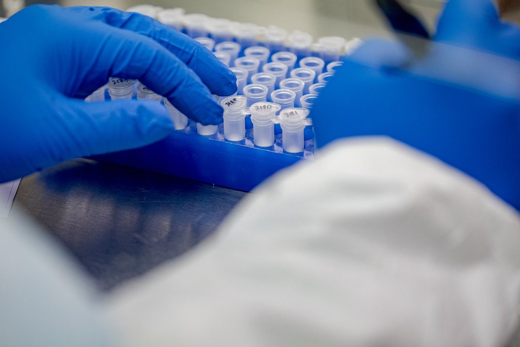 Gloved hands pipetting samples into a lab tray